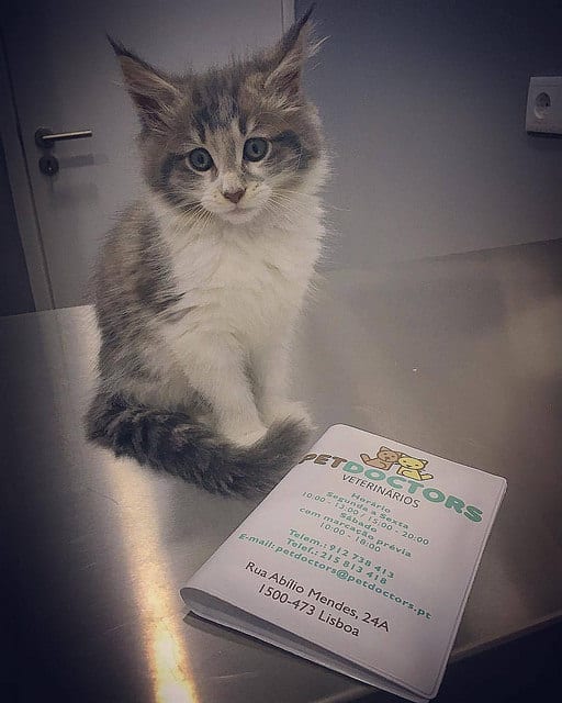 PetDoctors business card showing the address and opening hours of the Lisbon clinic.