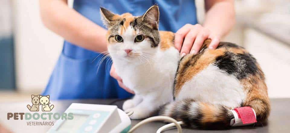 Feline and Canine Hypertension: A Silent Disease