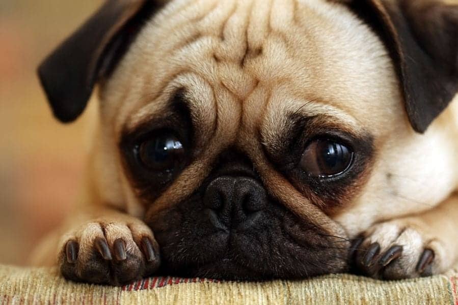 Anxiety: 5 Natural Ways to Calm an Anxious Dog