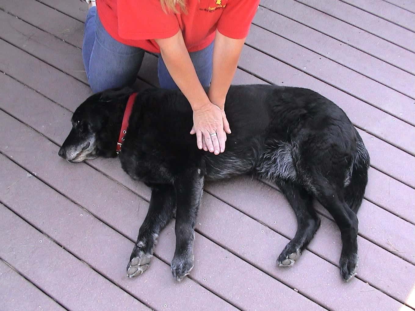 Important: How to Perform CPR on Your Dog