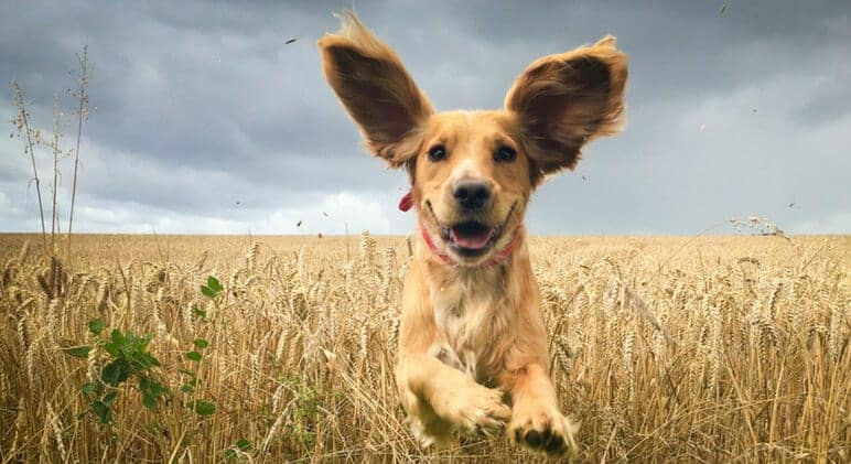 5 Tips to Prevent Ear Infections in Dogs