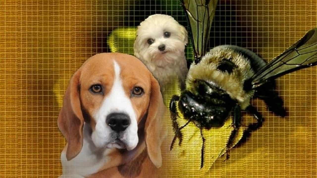 What to Do If Your Dog Is Stung by a Bee