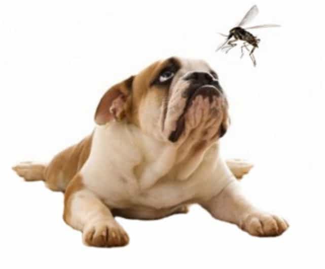 Leishmaniasis: What It Is and How to Protect Your Pet