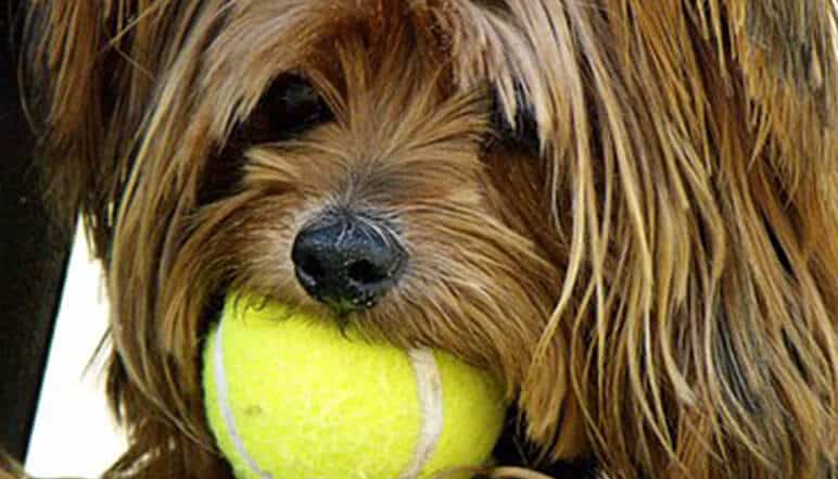 I Want a Dog or Cat — What Now?