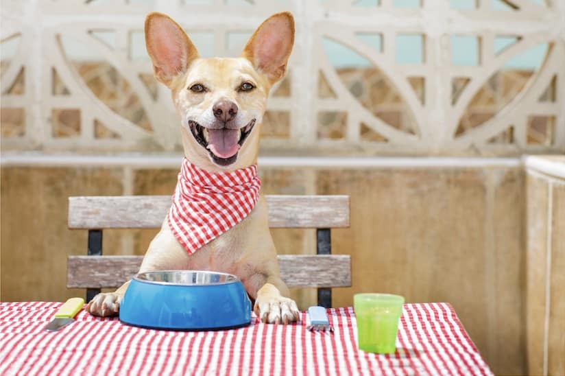 Is Chocolate Really Toxic to Dogs?