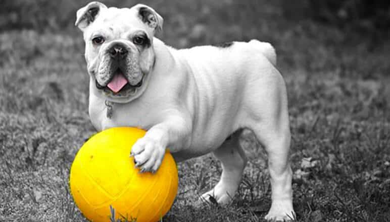 How to Protect Your Dog’s Paws During the Summer