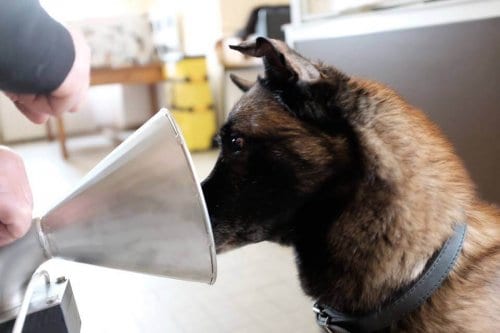 Did You Know Dogs Can Detect Breast Cancer?