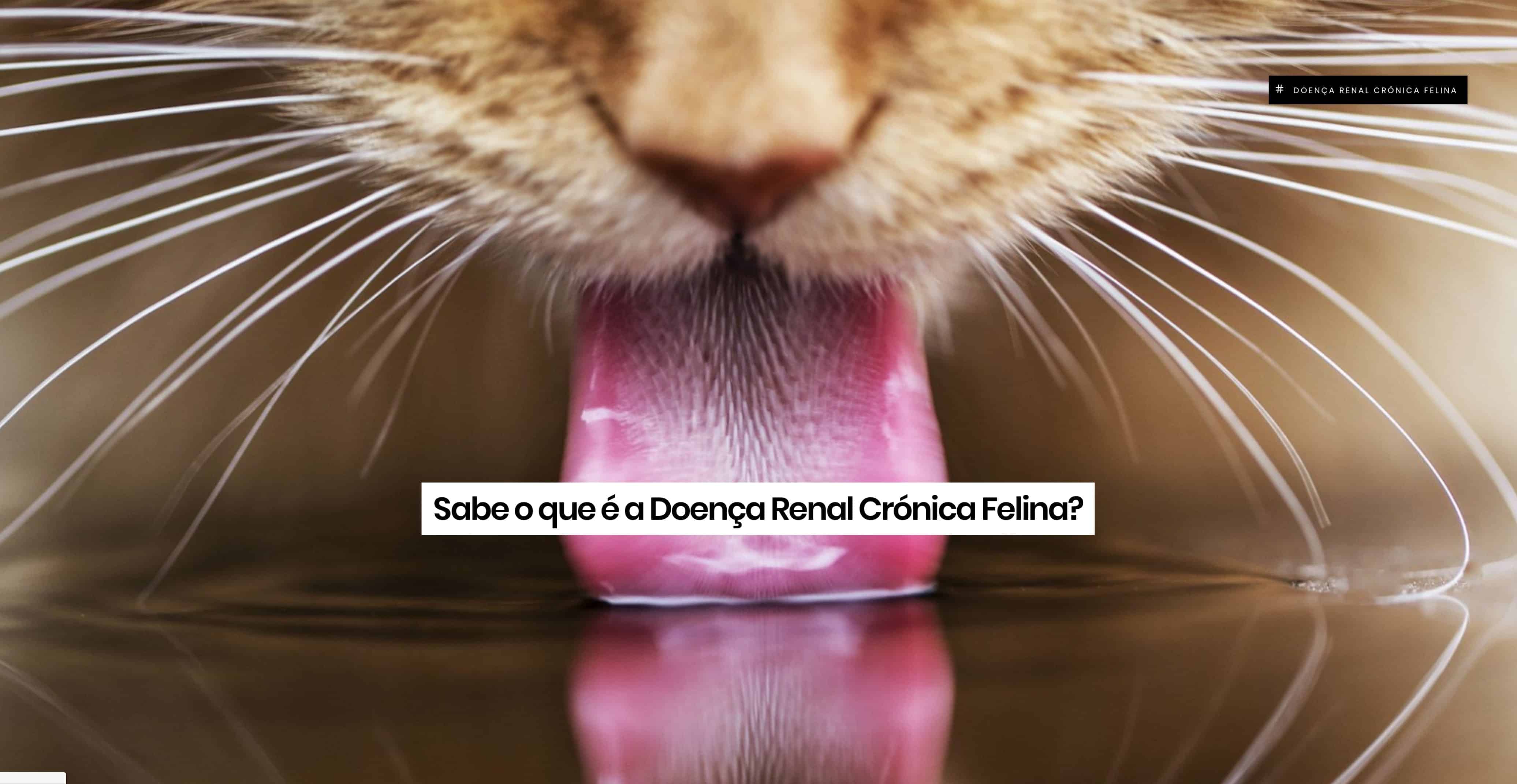 Do You Know What Feline Chronic Kidney Disease Is?