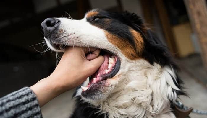 Do You Know What to Do If Your Dog Is Choking?