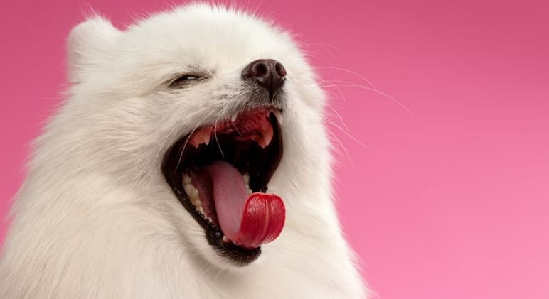 Why Do Dogs Yawn? 5 Common Reasons