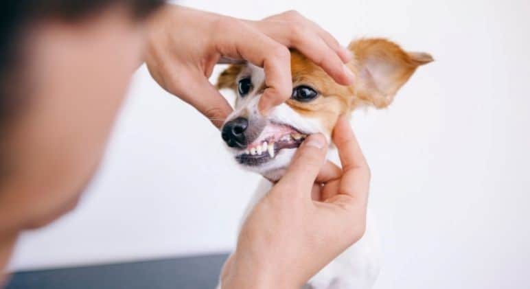 A small dog having its teeth checked.