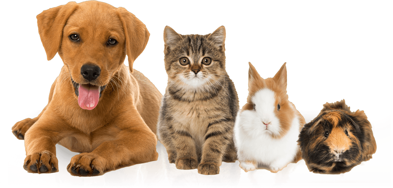 Dog, cats, rabbit and guinea pig side by side.